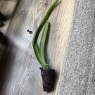 Yellow Dragon Fruit Plant – Live Hylocereus megalanthus Tropical Cactus Starter