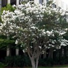 Snow White Crepe Myrtle – 2 Live Lagerstroemia Starter Shrubs with White Flowers Snow White Crepe Myrtle – 2 Live Lagerstroemia Starter Shrubs with White Flowers