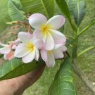 Orange Rainbow Plumeria – 6–12" Frangipani Cuttings for Planting, Hawaii Flowers Orange Rainbow Plumeria – 6–12" Frangipani Cuttings for Planting, Hawaii Flowers