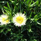 Ice Plant Cuttings – 5 Yellow White Ground Cover Succulent Pieces for Planting Ice Plant Cuttings – 5 Yellow White Ground Cover Succulent Pieces for Planting