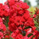 Milk Crepe Myrtle – 7 Live Lagerstroemia Cuttings for Rooting, White Flowering Shrub Milk Crepe Myrtle – 7 Live Lagerstroemia Cuttings for Rooting, White Flowering Shrub