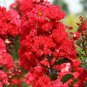 Milk Crepe Myrtle – 7 Live Lagerstroemia Cuttings for Rooting, White Flowering Shrub