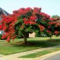 Milk Crepe Myrtle – 7 Live Lagerstroemia Cuttings for Rooting, White Flowering Shrub