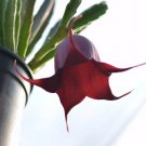 Stapelia leendertziae – 2 Black Bells Starfish Flower Succulent Cuttings Stapelia leendertziae – 2 Black Bells Starfish Flower Succulent Cuttings