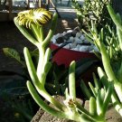 Yellow Ice Plant – 3 Succulent Cuttings (5") Ground Cover Flowering Succulent Yellow Ice Plant – 3 Succulent Cuttings (5") Ground Cover Flowering Succulent