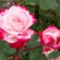 Candy Cane Cocktail™ Shrub Rose – Live 1 Qt Rose Plant, Red and White Blooms
