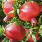 Pomegranate Tree – 3 Fresh Punica granatum Cuttings for Planting Pomegranate Tree – 3 Fresh Punica granatum Cuttings for Planting