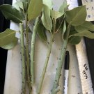 Sweet Bay Laurel – 50 Laurus nobilis Plant Cuttings for Rooting & Growing Sweet Bay Laurel – 50 Laurus nobilis Plant Cuttings for Rooting & Growing