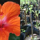 Swamp Rose Mallow – 7 Hibiscus moscheutos Cuttings, Hardy Flowering Hibiscus Swamp Rose Mallow – 7 Hibiscus moscheutos Cuttings, Hardy Flowering Hibiscus