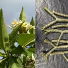 Yellow Plumeria Cutting – 10" Triple Head Plumeria rubra Frangipani Starter Yellow Plumeria Cutting – 10" Triple Head Plumeria rubra Frangipani Starter