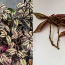 Zebrina Silver Wandering Jew Plant | 5 Tradescantia Cuttings in 2" or 4" Pot Zebrina Silver Wandering Jew Plant | 5 Tradescantia Cuttings in 2" or 4" Pot