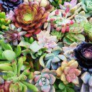 50 Assorted Succulent Cuttings | Mixed Varieties for Propagation, Garden, or Indoor Planters 50 Assorted Succulent Cuttings | Mixed Varieties for Propagation, Garden, or Indoor Planters