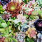 50 Assorted Succulent Cuttings | Mixed Varieties for Propagation, Garden, or Indoor Planters