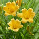 Mixed Daylily Plants | 5 Bareroot Perennials Already Sprouting, Ready to Grow in Garden