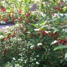 5 Goumi Berry Cuttings | Elaeagnus multiflora Cold Hardy Shrub Starter for Garden