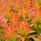Crassula capitella ‘Campfire’ Succulent | 3 Colorful Live Cuttings for Garden or Planter Crassula capitella ‘Campfire’ Succulent | 3 Colorful Live Cuttings for Garden or Planter