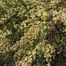 20 Rainbow Elephant Bush Cuttings | Portulacaria afra Variegated Succulent Plants 20 Rainbow Elephant Bush Cuttings | Portulacaria afra Variegated Succulent Plants