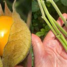 6 Goldenberry Plant Cuttings | Physalis peruviana Cape Gooseberry Starter Plants 6 Goldenberry Plant Cuttings | Physalis peruviana Cape Gooseberry Starter Plants