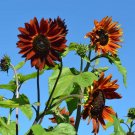 30 Autumn Beauty Sunflower Seeds | Mixed Color Helianthus annuus for Garden Planting 30 Autumn Beauty Sunflower Seeds | Mixed Color Helianthus annuus for Garden Planting