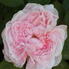 Auswith Climbing Rose Cuttings | 3 Unrooted 6" Stems for Propagation and Planting Auswith Climbing Rose Cuttings | 3 Unrooted 6" Stems for Propagation and Planting