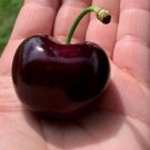 Tamara Cherry Tree Cuttings | 3 Unrooted Stems of Large Sweet Cherry Variety Tamara Cherry Tree Cuttings | 3 Unrooted Stems of Large Sweet Cherry Variety