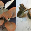 Copper Spoons Succulent Cutting | Kalanchoe orgyalis 7" Stem or Rooted Pup Copper Spoons Succulent Cutting | Kalanchoe orgyalis 7" Stem or Rooted Pup