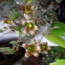 Tylecodon striatus Cuttings | Rare Miniature Succulent Starter Stems for Planting Tylecodon striatus Cuttings | Rare Miniature Succulent Starter Stems for Planting