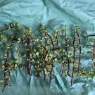 Portulacaria afra Variegata | 12 Variegated Elephant Bush Succulent Cuttings Portulacaria afra Variegata | 12 Variegated Elephant Bush Succulent Cuttings