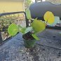 Sea Grape Tree | Coccoloba uvifera Uva Playera Live Plant for Coastal Landscaping