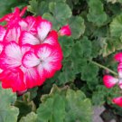 Red and White Geranium Cuttings | 2 Fresh 6" Starter Stems for Planting Red and White Geranium Cuttings | 2 Fresh 6" Starter Stems for Planting
