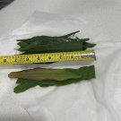 Epiphyllum oxypetalum Cuttings | 10 Night Blooming Cereus Queen of the Night Stems Epiphyllum oxypetalum Cuttings | 10 Night Blooming Cereus Queen of the Night Stems