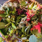 Assorted Succulent Cuttings | 15 Organic Varieties of Live Starter Stems for Planting Assorted Succulent Cuttings | 15 Organic Varieties of Live Starter Stems for Planting