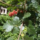 Fragrant Lemon Sumac Cuttings (10) | Rhus aromatica Shrub for Landscaping & Permaculture Fragrant Lemon Sumac Cuttings (10) | Rhus aromatica Shrub for Landscaping & Permaculture