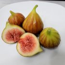 Chicago Hardy Fig Tree Cuttings (10) | Cold Hardy Ficus Carica Starter Plants 6–8" Chicago Hardy Fig Tree Cuttings (10) | Cold Hardy Ficus Carica Starter Plants 6–8"