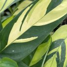 Ctenanthe lubbersiana Cuttings (2) | Tropical Variegated Houseplant Starter Plants