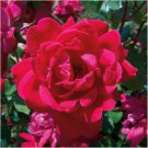 Knock Out Red Rose Cuttings (3) | Unrooted Flowering Shrub Starter 6" Rose Bush
