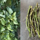 Sweet Potato Vine Cuttings (10) | Rooted Ipomoea batatas Starter Plants Ready to Grow Sweet Potato Vine Cuttings (10) | Rooted Ipomoea batatas Starter Plants Ready to Grow