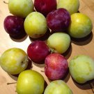 Japanese Plum Cuttings (2 Red + 2 Yellow) | Edible Fruit Tree Starter for Landscaping Japanese Plum Cuttings (2 Red + 2 Yellow) | Edible Fruit Tree Starter for Landscaping