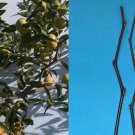 Honey Jar Jujube Scion Wood (2) | Ziziphus jujuba Unrooted Cuttings for Grafting