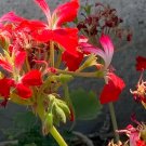 Geranium Fireworks Cuttings (3) | Pelargonium Red Flowering Plant Starter Stems Geranium Fireworks Cuttings (3) | Pelargonium Red Flowering Plant Starter Stems