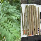 Hog Plum Cuttings (3) | Spondias mombin Ciruela Jocote Yellow Tropical Fruit Tree Hog Plum Cuttings (3) | Spondias mombin Ciruela Jocote Yellow Tropical Fruit Tree