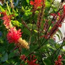 Firespike Plant Cuttings (4) | Odontonema cuspidatum Red Cardinal’s Guard Starter Firespike Plant Cuttings (4) | Odontonema cuspidatum Red Cardinal’s Guard Starter