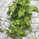 Sweet Potato Vine Cuttings (6) | Rooted Ipomoea batatas Starter Plants for Gardens