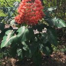 Clerodendrum paniculatum Cuttings (6) | Pagoda Flower Orange Pyramid Starter Plants Clerodendrum paniculatum Cuttings (6) | Pagoda Flower Orange Pyramid Starter Plants