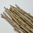 Black Currant Cuttings (12) | Ribes nigrum 10" Stems for Propagation & Rooting Black Currant Cuttings (12) | Ribes nigrum 10" Stems for Propagation & Rooting