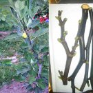Saint Anthony Fig Tree Cuttings 6 Pack | White Fig Variety for Propagation