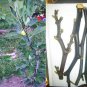 Saint Anthony Fig Tree Cuttings 6 Pack | White Fig Variety for Propagation