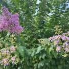 Purple Crepe Myrtle Cuttings 10 Pack | Lagerstroemia indica Flowering Shrub