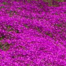 Creeping Ice Plant Cuttings 5 Pack | Delosperma cooperi Purple Pink Ground Cover