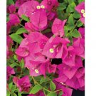 Fuchsia Pink Bougainvillea Cuttings x6" | Live Unrooted Flowering Shrub Bush Starter Plant